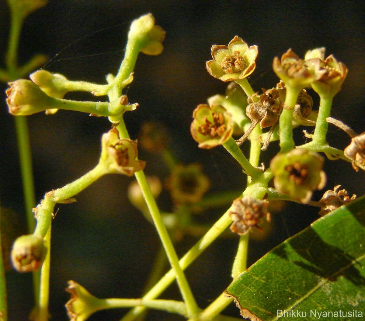 Cinnamomum capparu-coronde Blume